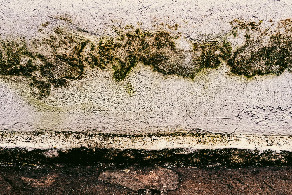 mould home