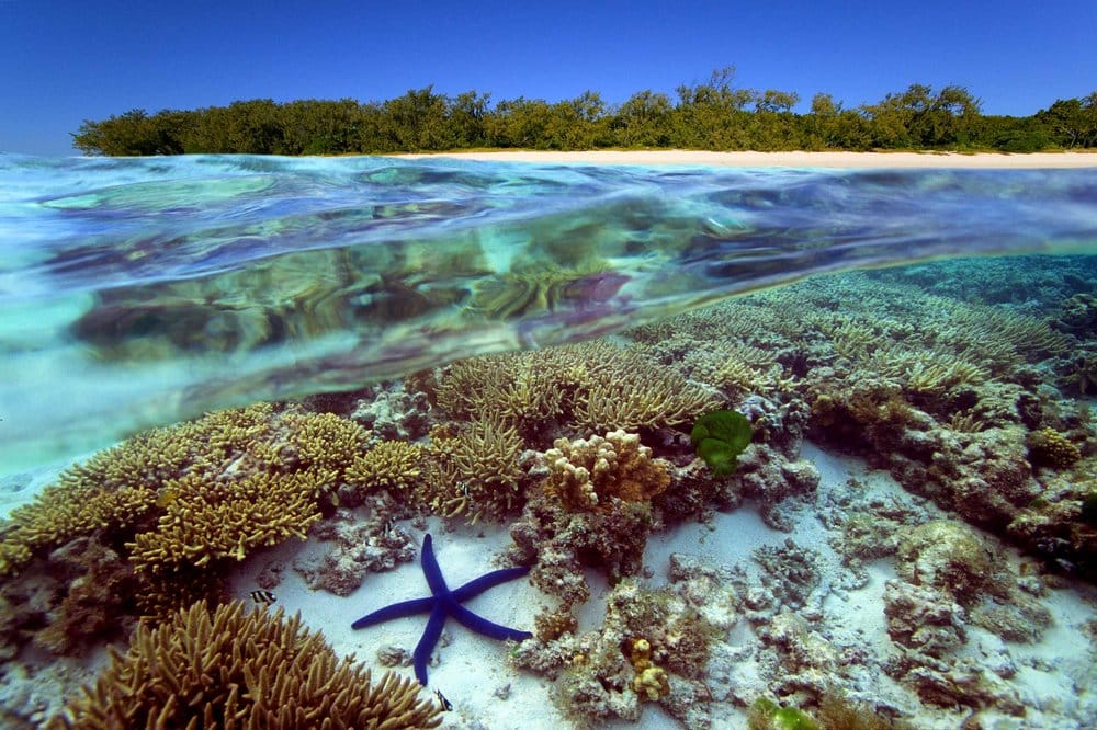 tropical ocean plants and animals