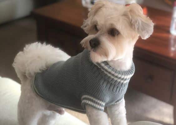 small white dog wearing a jumper