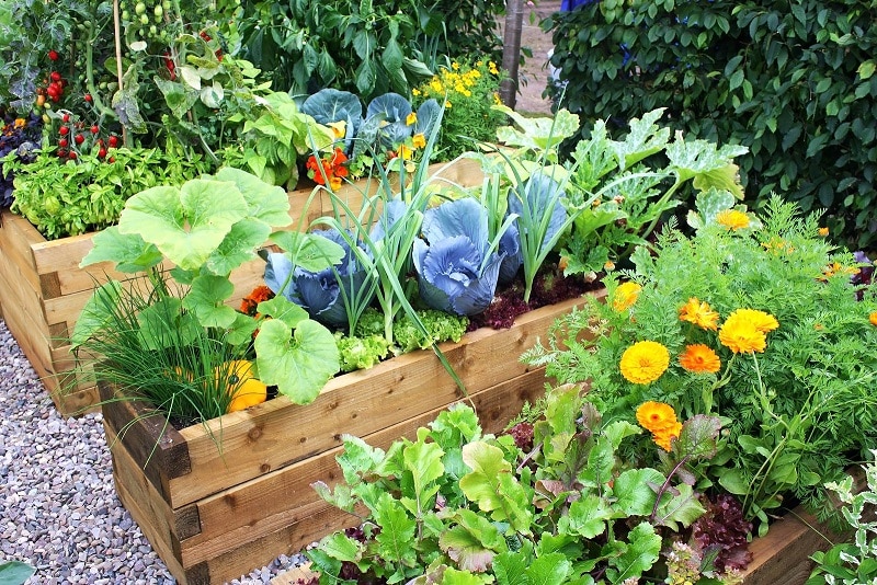 garden with flowers
