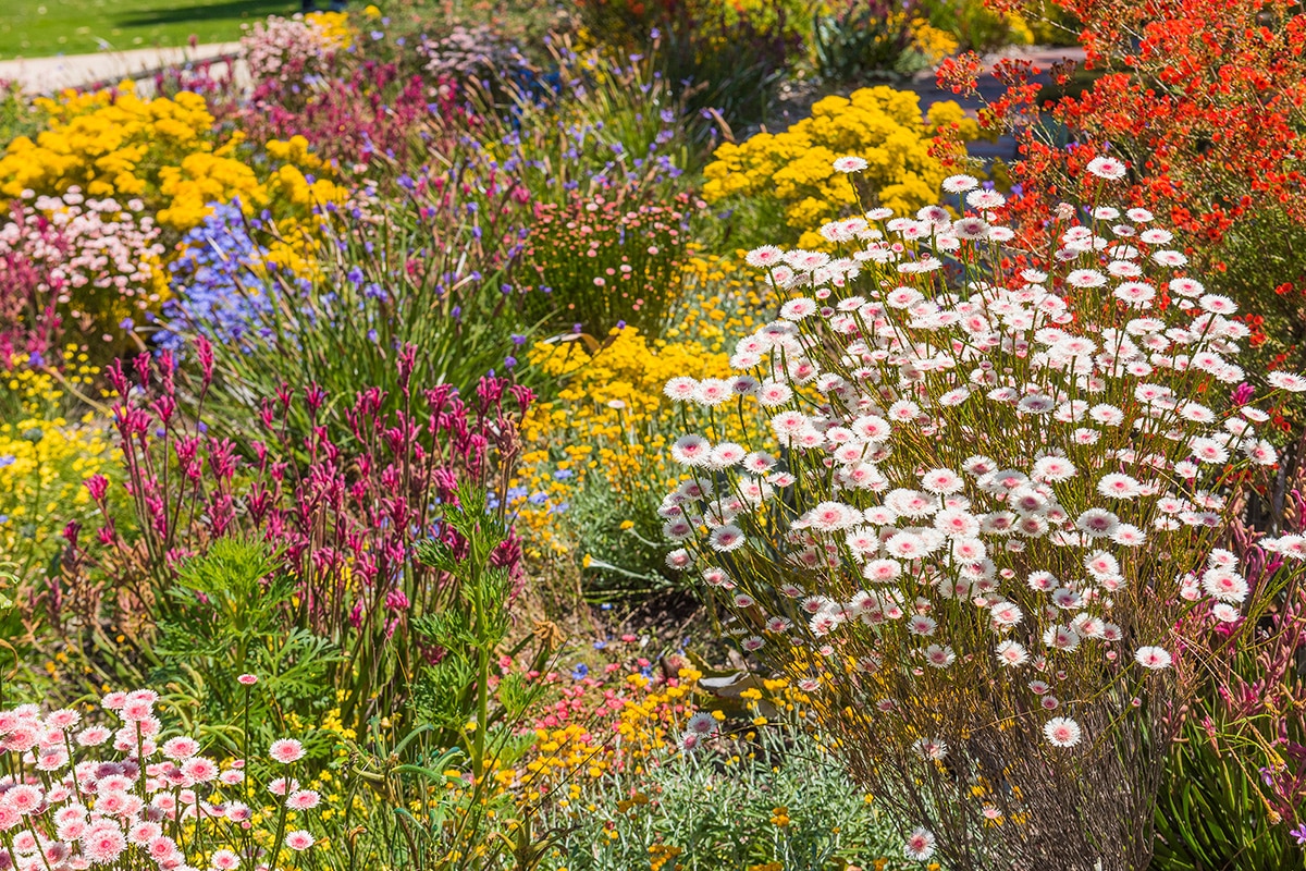 native australian flowers