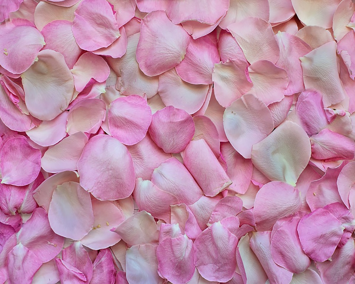 pink rose petals