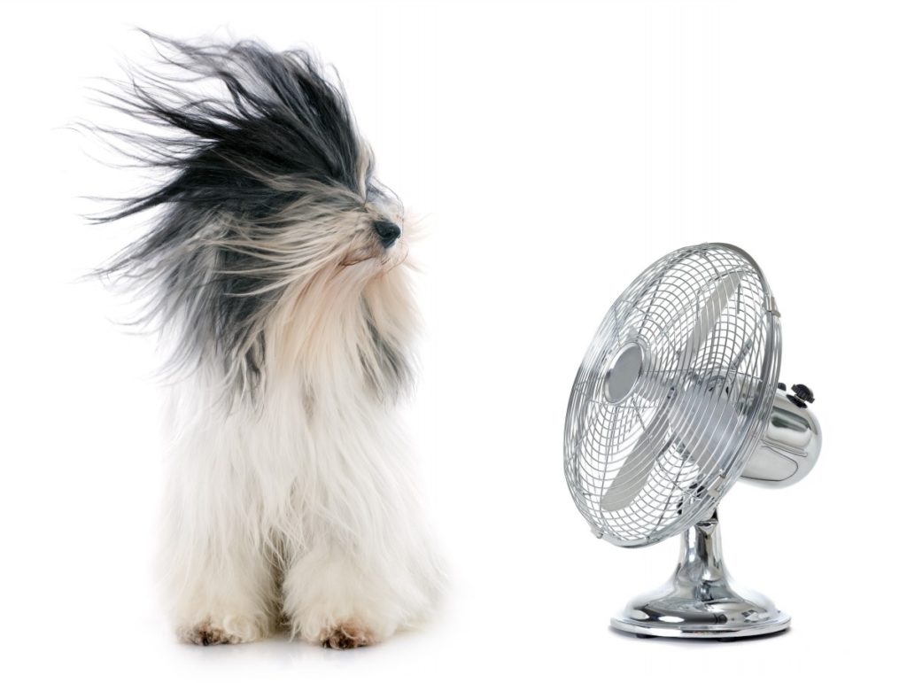 a long haired dog being blown by a fan