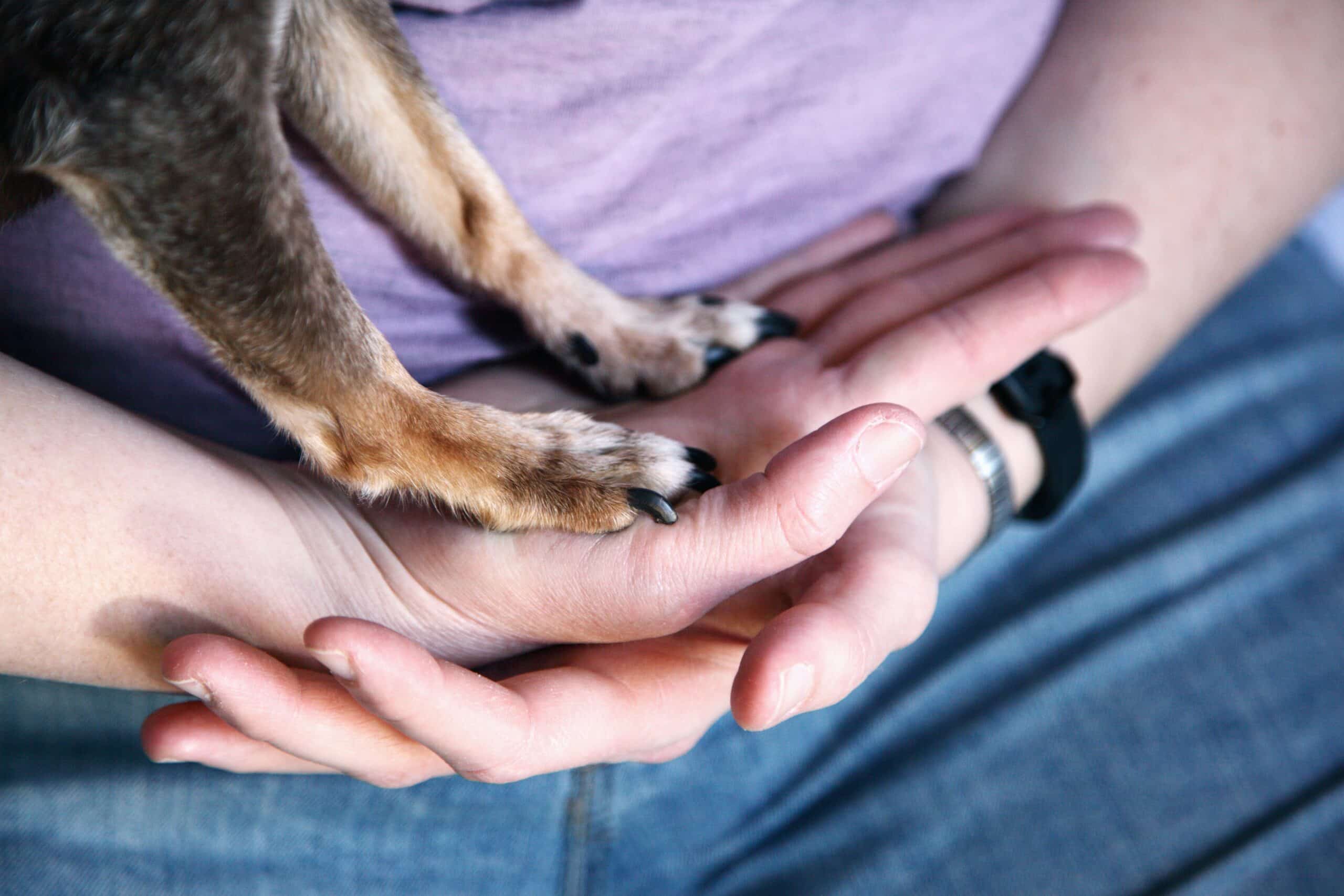 person holding a small dog