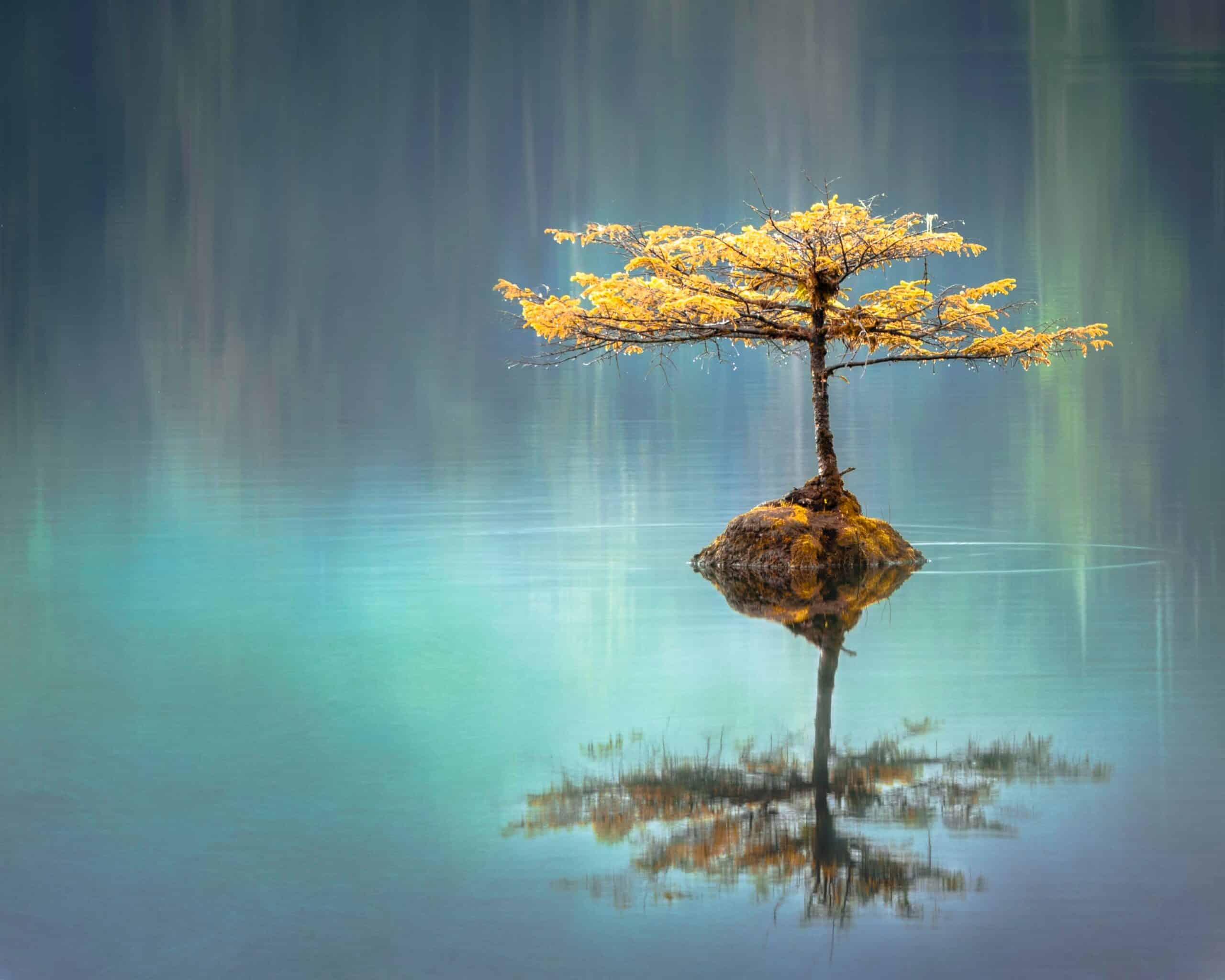 a lone yellowing tree on a tiny isolated island in a body of water