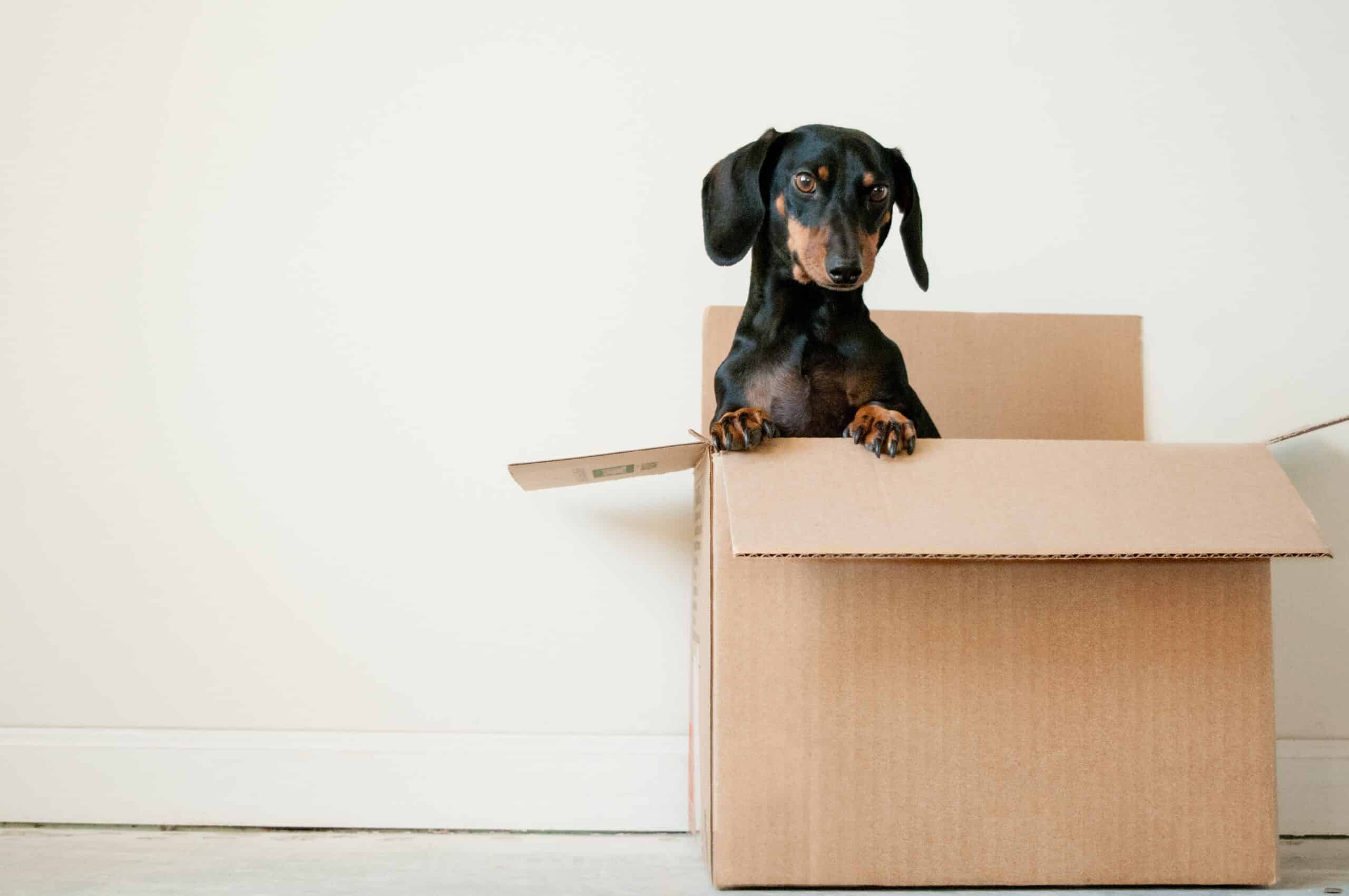 a black and brown dachshund in a box