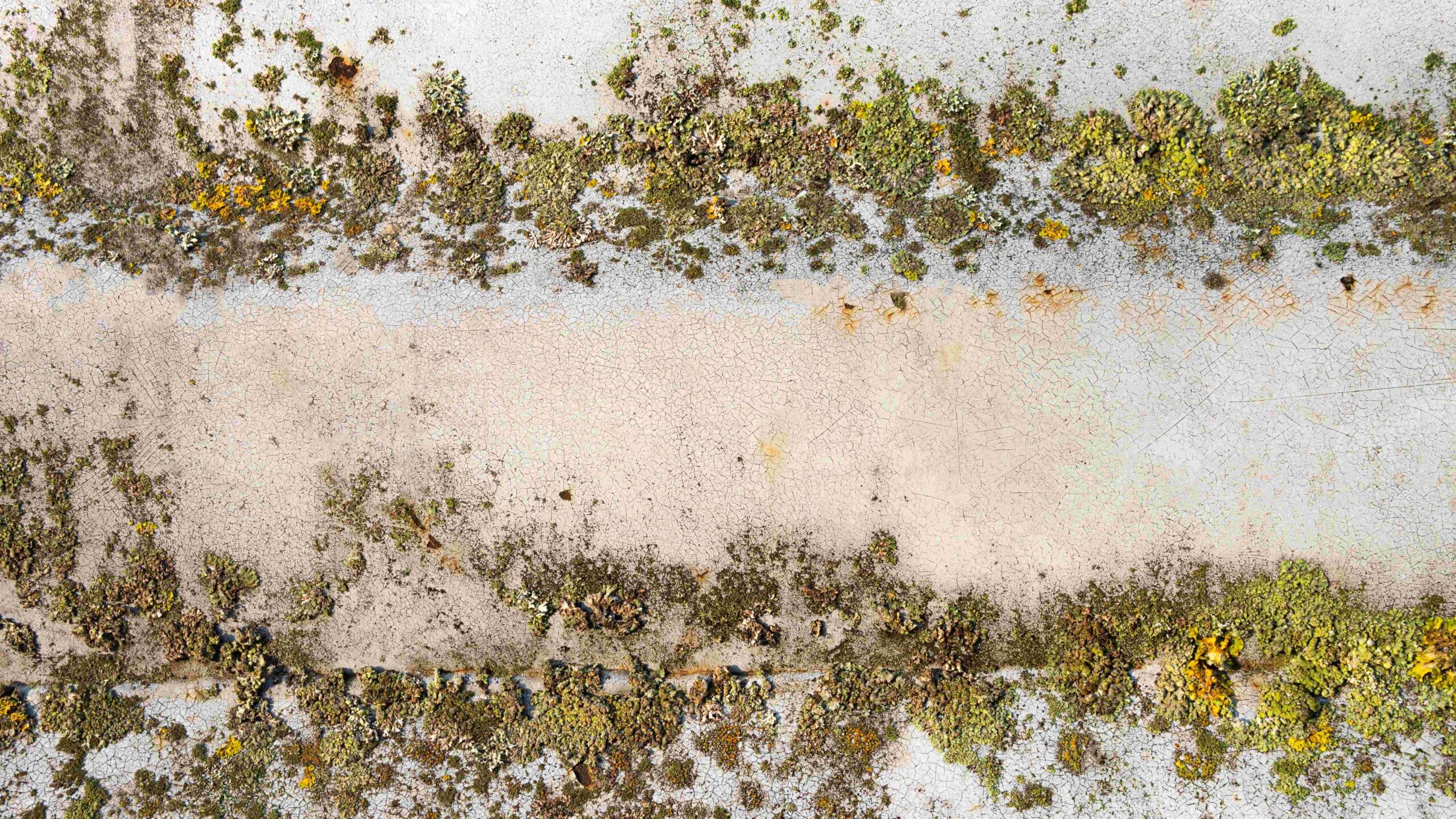 mould elimination